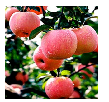 平山蘋果榮獲中國地理標志商標