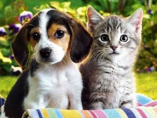 寵物商標注冊哪一類?