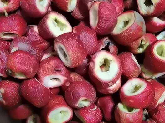 凍干山楂商標注冊哪一類？