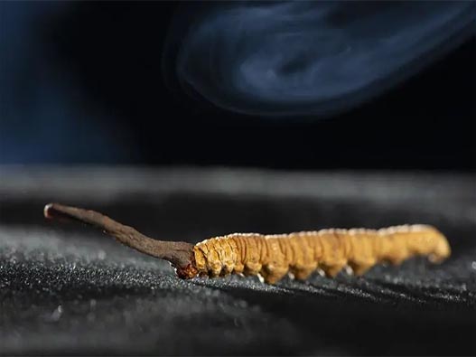 冬蟲草商標注冊哪一類?