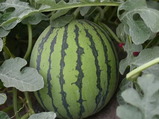 西瓜商標注冊要多少費用？