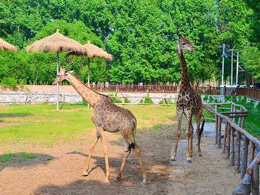 動物園商標注冊屬于哪一類?