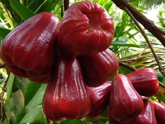 蓮霧商標注冊哪一類?