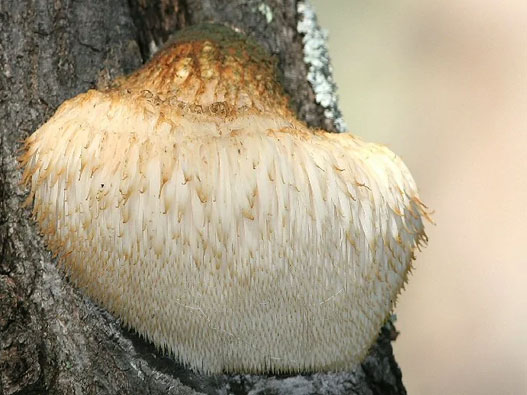 猴頭菇商標注冊屬于哪一類?