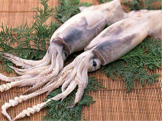 魷魚商標(biāo)注冊(cè)屬于哪一類?