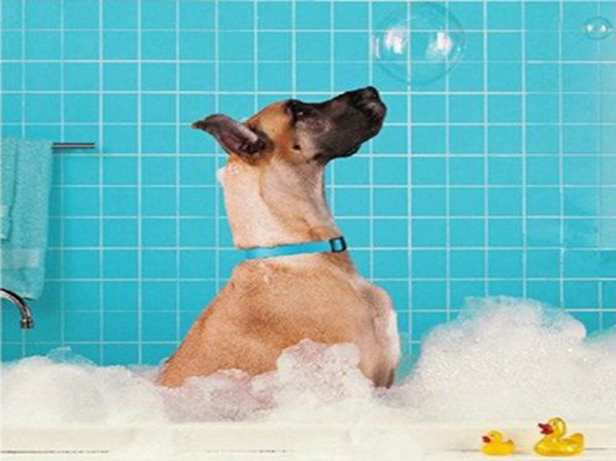 注冊寵物香波商標(biāo)