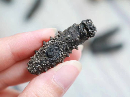 干海參商標注冊屬于哪一類?