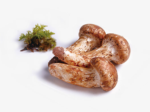 松茸商標注冊哪一類?