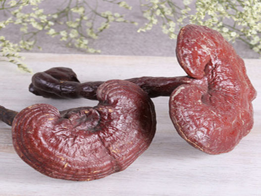 靈芝商標注冊哪一類?