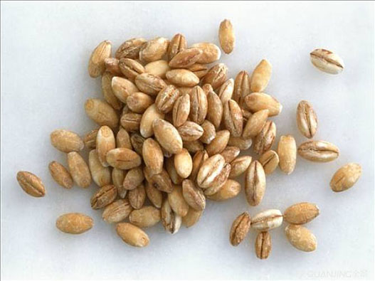 大麥商標注冊哪一類?