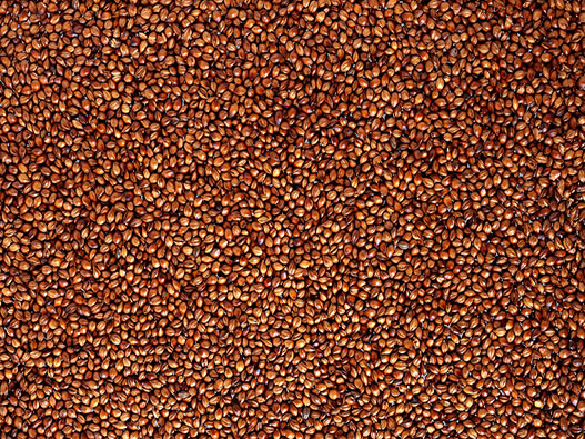 高粱商標注冊哪一類?