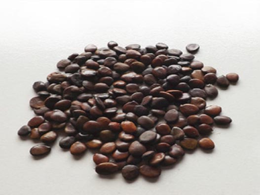 種子商標注冊哪一類?