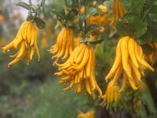 佛手商標(biāo)注冊(cè)哪一類?