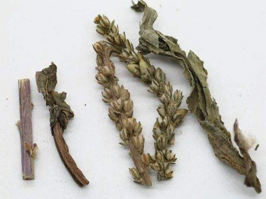 車前草商標(biāo)注冊(cè)哪一類?