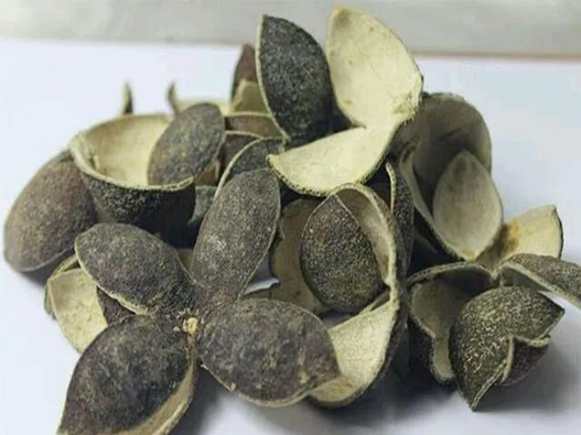 青皮商標(biāo)注冊(cè)哪一類?