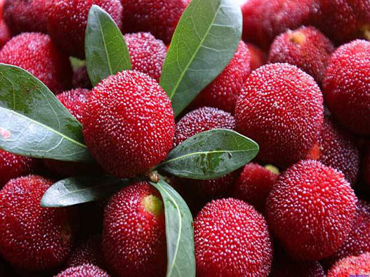 楊梅商標注冊哪一類？