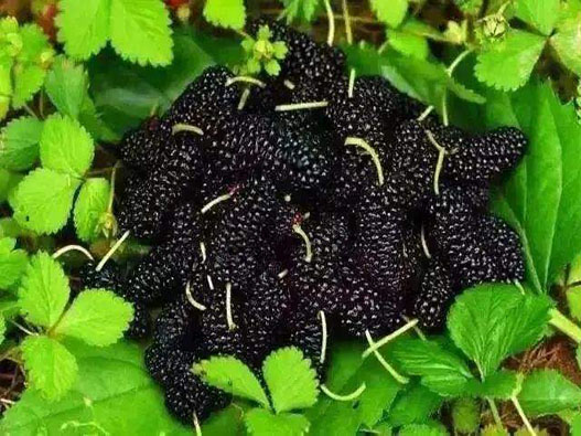 桑椹商標注冊哪一類？