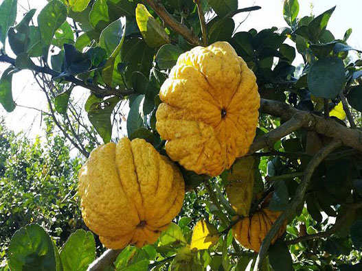 香櫞商標(biāo)注冊(cè)哪一類?