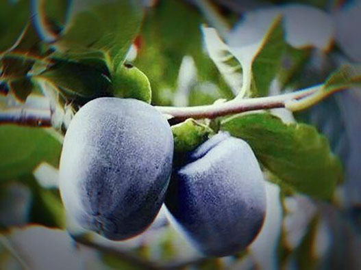 黑柿商標注冊哪一類？