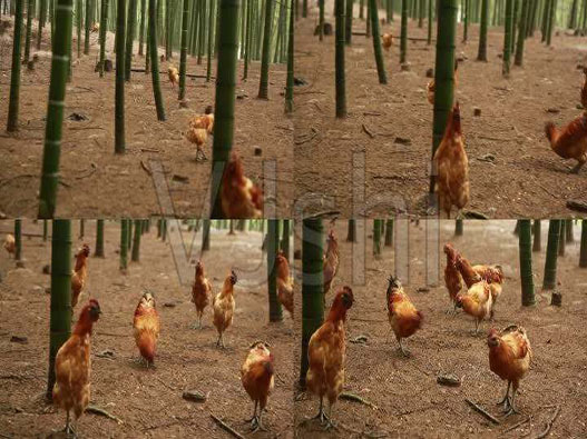 雞養殖業商標注冊哪一類?