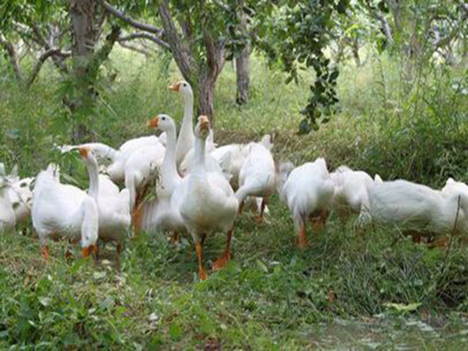 鵝養殖業商標注冊哪一類?