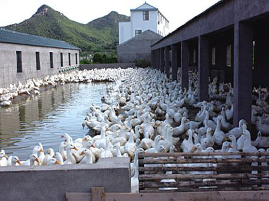 鴨養殖業商標注冊哪一類?