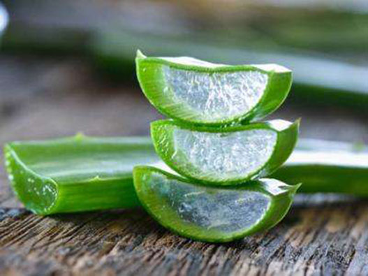 蘆薈商標注冊哪一類?