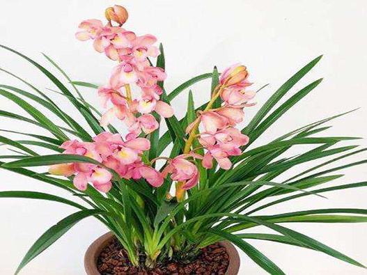 蘭花商標注冊哪一類?