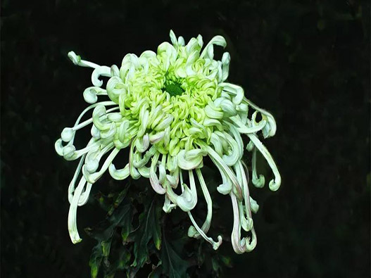 菊花商標注冊哪一類?