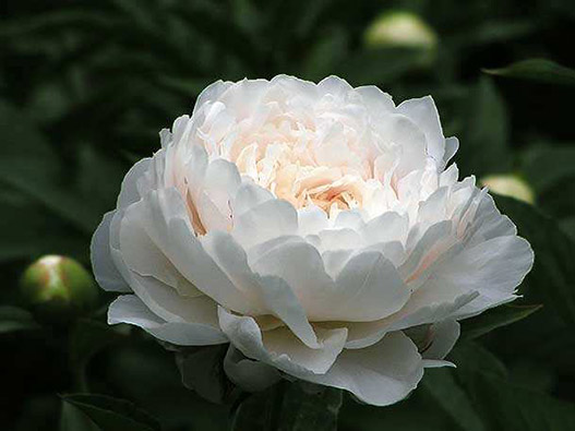 芍藥商標注冊哪一類?