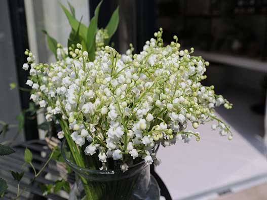 鈴蘭商標注冊哪一類?