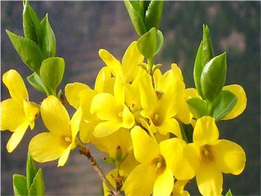 迎春花商標注冊哪一類?