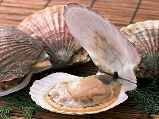 扇貝商標注冊哪一類?