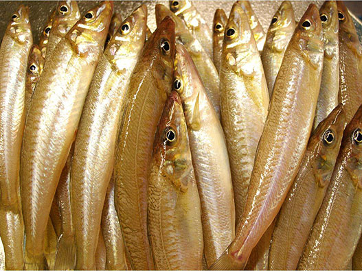 活魚商標注冊哪一類?