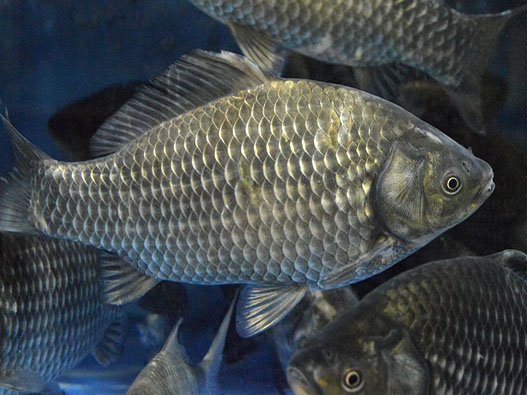 鯉子魚商標注冊哪一類?