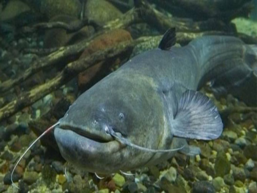 塘虱魚商標注冊哪一類?