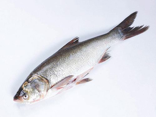 白鰱商標注冊哪一類?