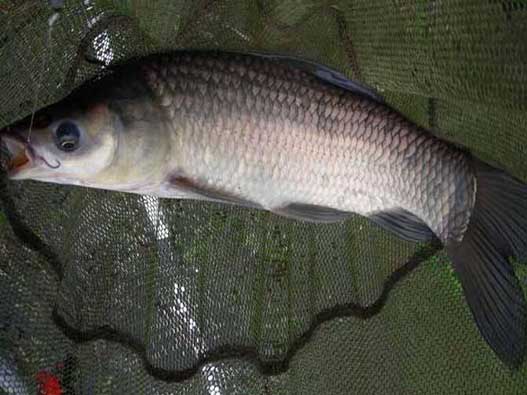 青魚商標注冊哪一類?