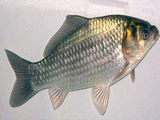 河鯽商標注冊哪一類?