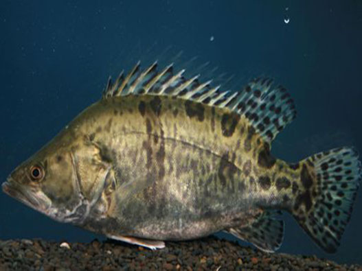 鱖魚商標注冊哪一類?