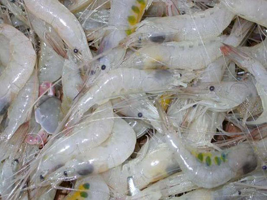 白蝦商標注冊哪一類?