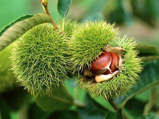 栗子商標注冊屬于哪一類?