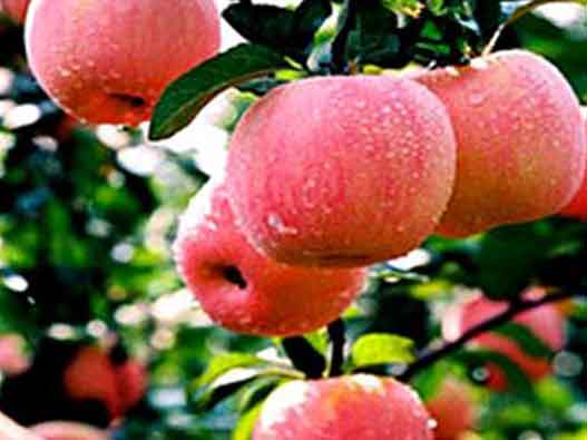 地理商標注冊-“平山蘋果”榮獲中國地理商標注冊