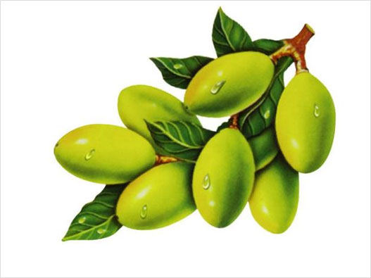 橄欖商標屬于第幾類-橄欖商標注冊屬于哪一類？「