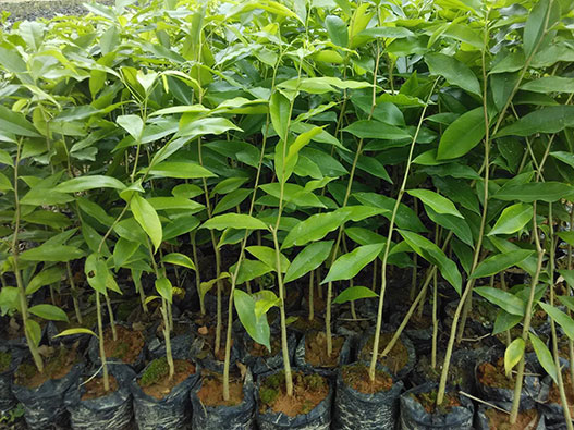 樹苗商標注冊屬于哪一類？