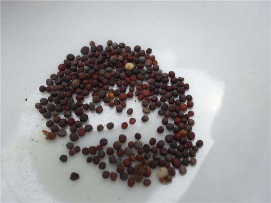 白菜苗商標注冊哪一類?