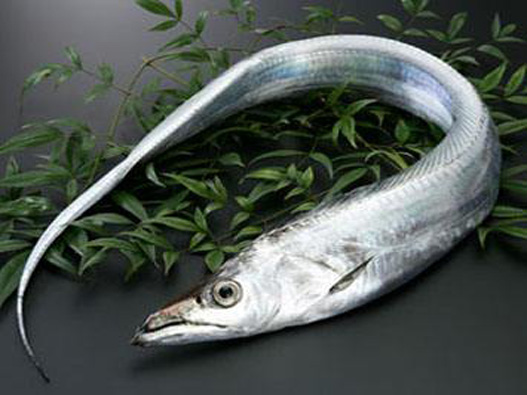 白帶魚商標注冊哪一類?