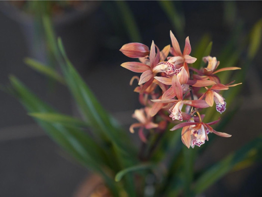 報(bào)歲蘭商標(biāo)注冊(cè)哪一類?