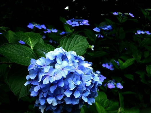 八仙花商標注冊哪一類?