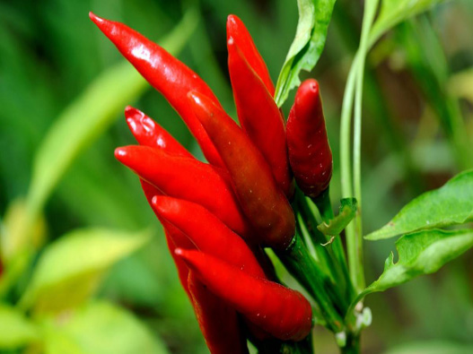 朝天椒商標(biāo)注冊哪一類?